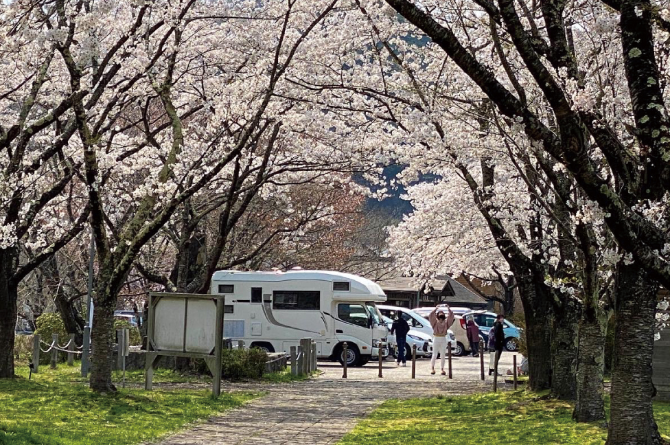 楽しみ方